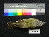  ( - 646765)  @13 [ ] CreativeCommons - Attribution Non-Commercial Share-Alike (2013) Unspecified National Museum of Natural History, Smithsonian Institution