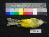  ( - 646765)  @13 [ ] CreativeCommons - Attribution Non-Commercial Share-Alike (2013) Unspecified National Museum of Natural History, Smithsonian Institution