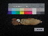  (Pachyramphus aglaiae - 646779)  @13 [ ] CreativeCommons - Attribution Non-Commercial Share-Alike (2013) Unspecified National Museum of Natural History, Smithsonian Institution