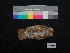  (Glaucidium brasilianum - 646850)  @13 [ ] CreativeCommons - Attribution Non-Commercial Share-Alike (2013) Unspecified National Museum of Natural History, Smithsonian Institution