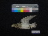  ( - 646918)  @13 [ ] CreativeCommons - Attribution Non-Commercial Share-Alike (2013) Unspecified National Museum of Natural History, Smithsonian Institution