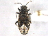  (Heterogaster behrensii - CCDB-20828-C07)  @11 [ ] CreativeCommons - Attribution (2013) CBG Photography Group Centre for Biodiversity Genomics