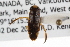  (Cenocorixa blaisdelli - CCDB-20829-H04)  @11 [ ] CreativeCommons - Attribution (2013) CBG Photography Group Centre for Biodiversity Genomics