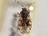  ( - CCDB-21309-C09)  @11 [ ] CreativeCommons - Attribution (2013) CBG Photography Group Centre for Biodiversity Genomics