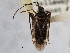  (Eustictus necopinus - CCDB-21309-F12)  @11 [ ] CreativeCommons - Attribution (2013) CBG Photography Group Centre for Biodiversity Genomics