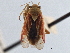  ( - CCDB-21310-A03)  @11 [ ] CreativeCommons - Attribution (2013) CBG Photography Group Centre for Biodiversity Genomics