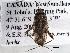 ( - CCDB-21310-E11)  @13 [ ] CreativeCommons - Attribution (2013) CBG Photography Group Centre for Biodiversity Genomics