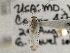  ( - CCDB-21311-H09)  @11 [ ] CreativeCommons - Attribution (2013) CBG Photography Group Centre for Biodiversity Genomics