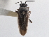  ( - CCDB-21312-B07)  @11 [ ] CreativeCommons - Attribution (2013) CBG Photography Group Centre for Biodiversity Genomics