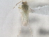  ( - CCDB-21312-C04)  @11 [ ] CreativeCommons - Attribution (2013) CBG Photography Group Centre for Biodiversity Genomics