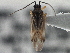  (Orthotylus candidatus - CCDB-21312-C06)  @14 [ ] CreativeCommons - Attribution (2013) CBG Photography Group Centre for Biodiversity Genomics