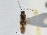  (Orthotylus cruciatus - CCDB-21312-C07)  @14 [ ] CreativeCommons - Attribution (2013) CBG Photography Group Centre for Biodiversity Genomics