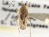  (Orthotylus basicornis - CCDB-21312-C09)  @14 [ ] CreativeCommons - Attribution (2013) CBG Photography Group Centre for Biodiversity Genomics