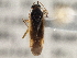  (Orthotylus modestus - CCDB-21312-D01)  @14 [ ] CreativeCommons - Attribution (2013) CBG Photography Group Centre for Biodiversity Genomics