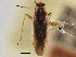  (Orthotylus neglectus - CCDB-21312-D05)  @11 [ ] CreativeCommons - Attribution (2013) CBG Photography Group Centre for Biodiversity Genomics