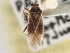  (Orthotylus ornatus - CCDB-21312-D07)  @11 [ ] CreativeCommons - Attribution (2013) CBG Photography Group Centre for Biodiversity Genomics