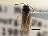  (Orthotylus pennsylvanicus - CCDB-21312-D11)  @13 [ ] CreativeCommons - Attribution (2013) CBG Photography Group Centre for Biodiversity Genomics