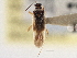  (Orthotylus ute - CCDB-21312-E06)  @11 [ ] CreativeCommons - Attribution (2013) CBG Photography Group Centre for Biodiversity Genomics