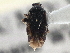  ( - CCDB-21313-F11)  @11 [ ] CreativeCommons - Attribution (2013) CBG Photography Group Centre for Biodiversity Genomics