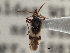  ( - CCDB-21314-A05)  @11 [ ] CreativeCommons - Attribution (2013) CBG Photography Group Centre for Biodiversity Genomics