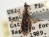  (Hoplistoscelis heidemanni - CCDB-21314-C10)  @11 [ ] CreativeCommons - Attribution (2013) CBG Photography Group Centre for Biodiversity Genomics