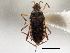  (Microvelia albonotata - CCDB-21314-E01)  @11 [ ] CreativeCommons - Attribution (2013) CBG Photography Group Centre for Biodiversity Genomics