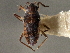  (Microvelia hinei - CCDB-21314-E07)  @11 [ ] CreativeCommons - Attribution (2013) CBG Photography Group Centre for Biodiversity Genomics