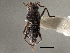  (Microvelia pulchella - CCDB-21314-E08)  @11 [ ] CreativeCommons - Attribution (2013) CBG Photography Group Centre for Biodiversity Genomics