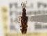  ( - CCDB-21315-B06)  @11 [ ] CreativeCommons - Attribution (2013) CBG Photography Group Centre for Biodiversity Genomics