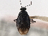  ( - CCDB-21315-C06)  @11 [ ] CreativeCommons - Attribution (2013) CBG Photography Group Centre for Biodiversity Genomics