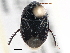  (Cydninae - CCDB-21316-B07)  @14 [ ] CreativeCommons - Attribution (2013) CBG Photography Group Centre for Biodiversity Genomics