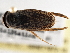  ( - CCDB-21316-C03)  @11 [ ] CreativeCommons - Attribution (2013) CBG Photography Group Centre for Biodiversity Genomics