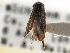  ( - CCDB-21316-C08)  @11 [ ] CreativeCommons - Attribution (2013) CBG Photography Group Centre for Biodiversity Genomics