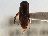  (Sigara douglasensis - CCDB-21316-C11)  @11 [ ] CreativeCommons - Attribution (2013) CBG Photography Group Centre for Biodiversity Genomics