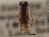 (Sigara hubbelli - CCDB-21316-D02)  @11 [ ] CreativeCommons - Attribution (2013) CBG Photography Group Centre for Biodiversity Genomics