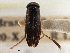  (Sigara johnstoni - CCDB-21316-D03)  @11 [ ] CreativeCommons - Attribution (2013) CBG Photography Group Centre for Biodiversity Genomics