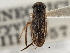  (Sigara macropala - CCDB-21316-D07)  @11 [ ] CreativeCommons - Attribution (2013) CBG Photography Group Centre for Biodiversity Genomics