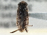 ( - CCDB-21316-D08)  @12 [ ] CreativeCommons - Attribution (2013) CBG Photography Group Centre for Biodiversity Genomics