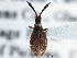  (Hesperotingis antennata - CCDB-21316-H01)  @12 [ ] CreativeCommons - Attribution (2013) CBG Photography Group Centre for Biodiversity Genomics