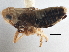  (Laccocera flava - CCDB-21317-E07)  @11 [ ] CreativeCommons - Attribution (2013) CBG Photography Group Centre for Biodiversity Genomics