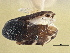  ( - CCDB-21317-H09)  @11 [ ] CreativeCommons - Attribution (2013) CBG Photography Group Centre for Biodiversity Genomics