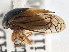  ( - CCDB-21318-H02)  @11 [ ] CreativeCommons - Attribution (2013) CBG Photography Group Centre for Biodiversity Genomics