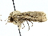  ( - SINPR0005)  @11 [ ] CreativeCommons - Attribution (2022) CBG Photography Group Centre for Biodiversity Genomics