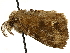  (Orgyia leucostigma sablensis - SINPR0209)  @11 [ ] CreativeCommons - Attribution (2022) CBG Photography Group Centre for Biodiversity Genomics