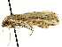  ( - SINPR0267)  @11 [ ] CreativeCommons - Attribution (2022) CBG Photography Group Centre for Biodiversity Genomics