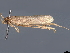  ( - SINPR0533)  @11 [ ] CreativeCommons - Attribution (2022) CBG Photography Group Centre for Biodiversity Genomics