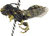  (Ceratina bowringi - 06744B08-THA)  @14 [ ] CreativeCommons - Attribution (2016) CBG Photography Group Centre for Biodiversity Genomics