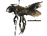  ( - 06744C04-THA)  @13 [ ] CreativeCommons - Attribution (2016) CBG Photography Group Centre for Biodiversity Genomics