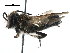  ( - 06744H02-THA)  @13 [ ] CreativeCommons - Attribution (2016) CBG Photography Group Centre for Biodiversity Genomics