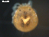  ( - 10BBSIO-0018)  @13 [ ] CreativeCommons - Attribution (2010) CBG Photography Group Centre for Biodiversity Genomics